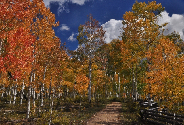 Big Al Trail with fall colors